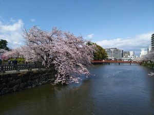 小田原城桜