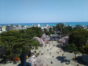 小田原城桜3