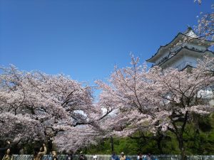 小田原城桜5