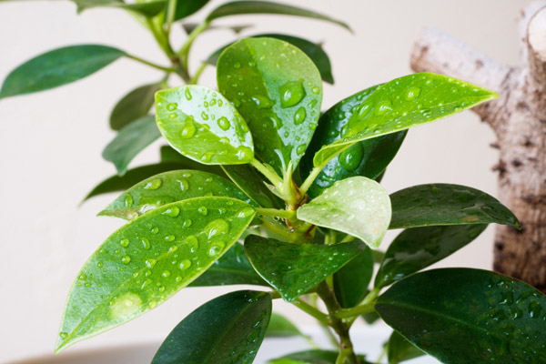 人間関係の運気をアップさせるには「葉が丸い植物」を選ぶ