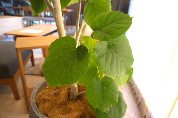 恋愛運をアップさせる「葉がハートの形をした植物」とは