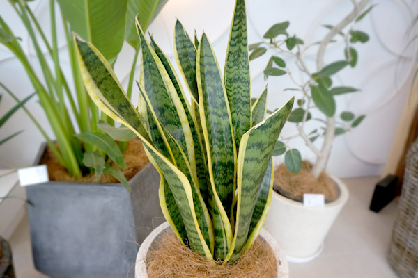 「葉が上向きに生えた植物」はやる気スイッチをオンにする!?