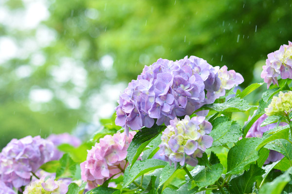 梅雨から夏はダニの大繁殖注意報!アレルギー対策が必要